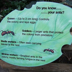 Ant sign