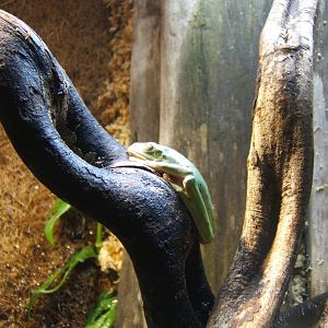 Black-eyed Leaf Frog (Agalychnis moreletii)