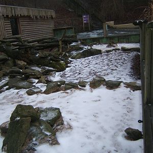Yellow Mongoose enclosure