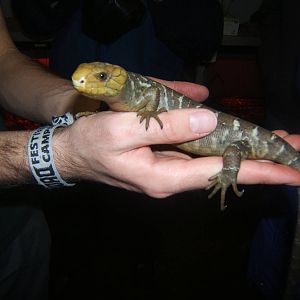 Young Prehensile-tailed Skink