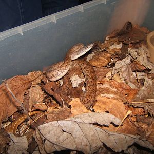 Young Savu Island Python