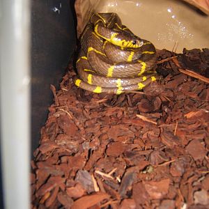Female Mangrove Snake
