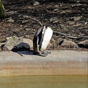 Rarest Penguin in the world ever?
