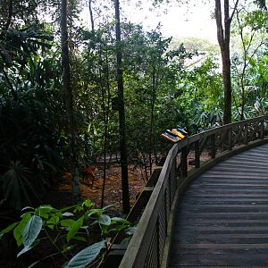 Fishing Cat Trail - Muntjac exhibit