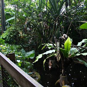 Fishing Cat Trail - Slow Loris exhibit