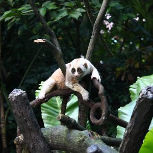 Fishing Cat Trail - Slow Loris exhibit