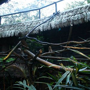Fishing Cat Trail - Common Palm Civet exhibit
