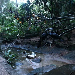 Fishing Cat Trail - Marshbirds Aviary