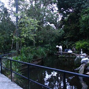 Fishing Cat Trail - Marshbirds exhibit