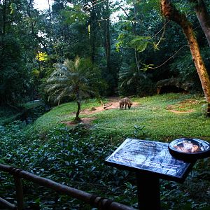 Fishing Cat Trail - Striped Hyena exhibit