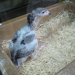 Hand-rearing Secretary Bird