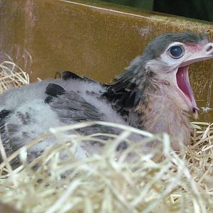 Hand-rearing Secretary Bird