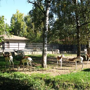 Dama Gazelle herd