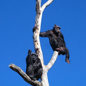 Chimpanzee