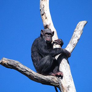 Chimpanzee