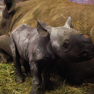 Black Rhinoceros calf