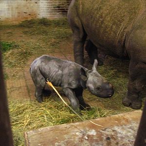 Black Rhinoceros calf