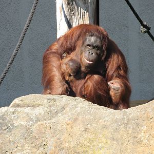 Bornean Orangutan