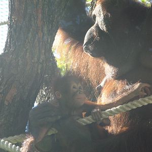 Bornean Orangutan