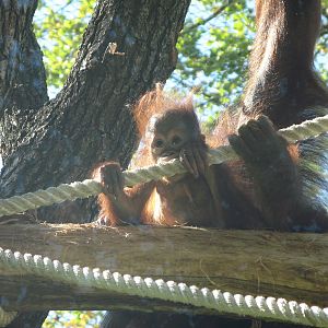 Bornean Orangutan