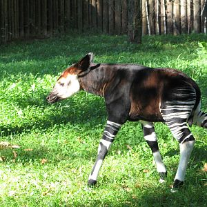 Okapi calf