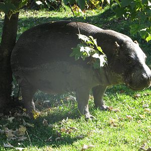 Pygmy Hippo