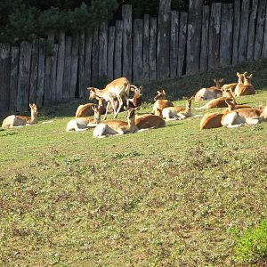 Nile Lechwe herd