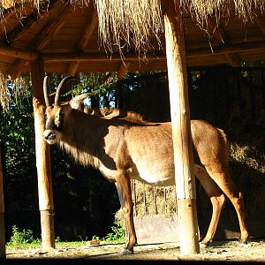 Roan Antelope