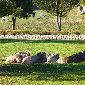 White-bearded Gnou