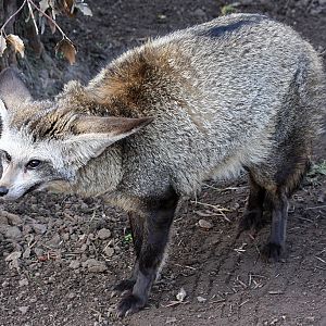 Bat Eared Fox at Reaseheath - 03/03/2012