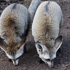 Bat Eared Fox duo at Reaseheath - 03/03/12