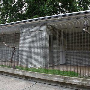 ZOO Antwerpen - Birds of Prey Aviaries (Verreaux's eagle-owl)
