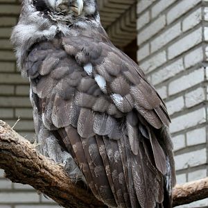 ZOO Antwerpen - Verreaux's eagle-owl