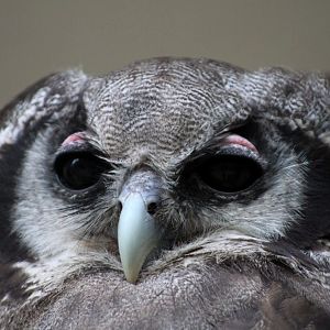 ZOO Antwerpen - Verreaux's eagle-owl