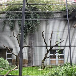 ZOO Antwerpen - Birds of Prey Aviaries (Monk vukture)