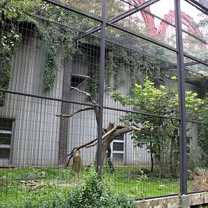 ZOO Antwerpen - Birds of Prey Aviaries (Bataleur eagle)