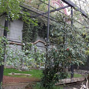 ZOO Antwerpen - Birds of Prey Aviaries (Andean condor)