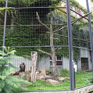 ZOO Antwerpen - Birds of Prey Aviaries (Monk vulture)