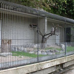ZOO Antwerpen - Birds of Prey Aviaries (Great grey owl)