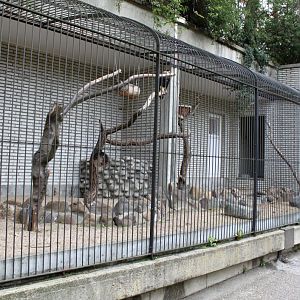 ZOO Antwerpen - Birds of Prey Aviaries (Caracara)