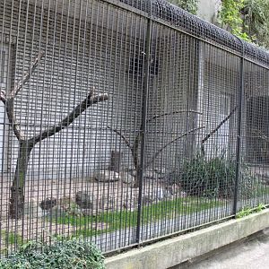 ZOO Antwerpen - Birds of Prey Aviaries (Hawk owl)