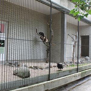 ZOO Antwerpen - Birds of Prey Aviaries (Turkey vulture)