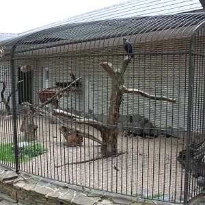 ZOO Antwerpen - Birds of Prey Aviaries (Caracara)