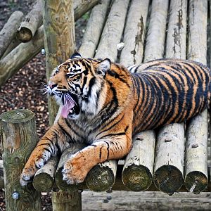 Daseep the Sumtran Tiger