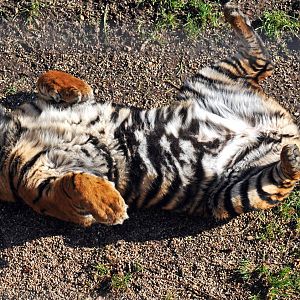 Daseep the Sumtran Tiger