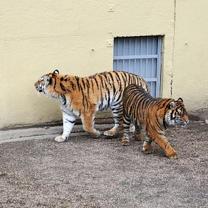 Together Daseep and Tschuna