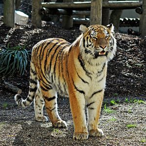 Tschuna the Siberian (Amur) Tiger