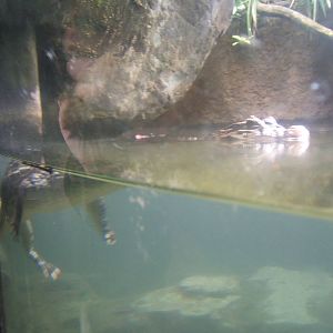 broad-fronted Caiman