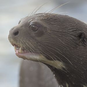 Giant otter, Icana, vocalising