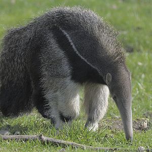 Giant anteater